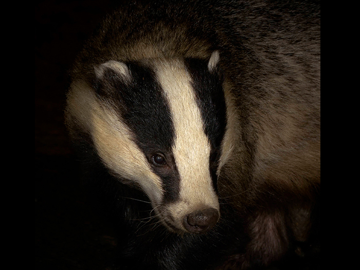Badger